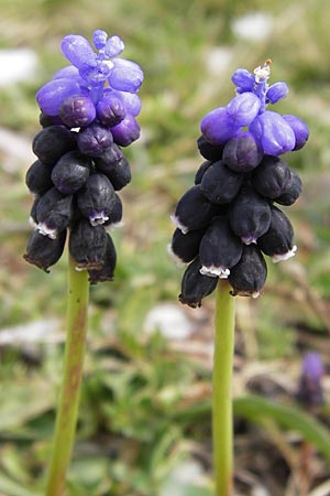 Muscari pulchellum \ Hbsche Traubenhyazinthe / Pretty Grape Hyacinth, GR Peloponnes, Apollon Tempel von Bassae / Peloponnese, Apollon Temple of Bassae 29.3.2013