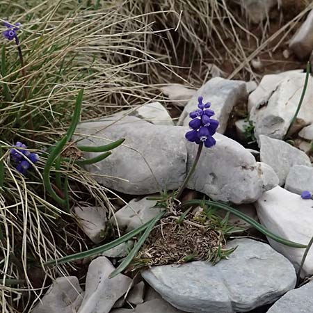 Muscari heldreichii \ Heldreichs Traubenhyazinthe / Heldreich's Grape Hyacinth, GR Peloponnes, Chelmos 18.5.2024