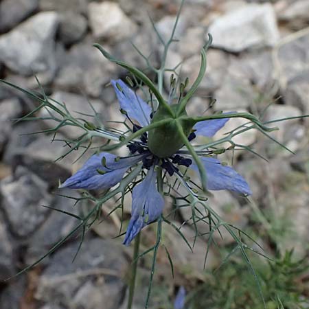 Nigella damascena / Love in a Mist, Devil in a Bush, GR Peloponnes, Diakopto 20.5.2024