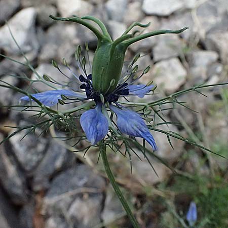 Nigella damascena / Love in a Mist, Devil in a Bush, GR Peloponnes, Diakopto 20.5.2024