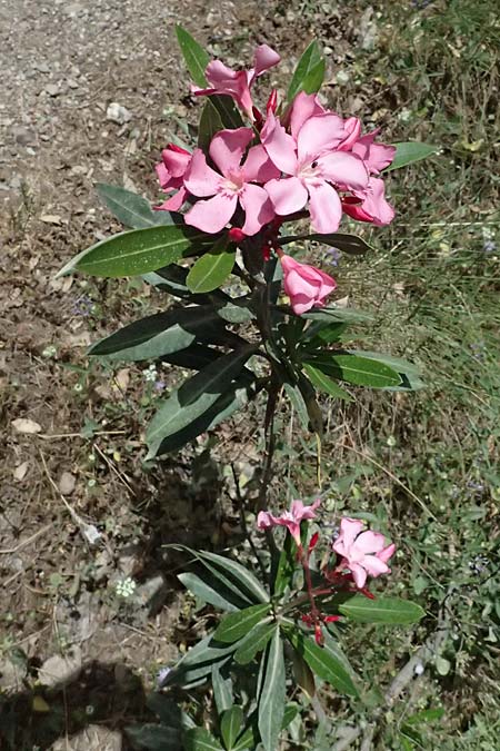 Nerium oleander \ Oleander / Oleander, Rose Bay, GR Peloponnes, Kalavryta 20.5.2024