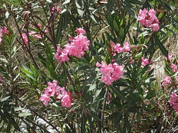 Nerium oleander \ Oleander / Oleander, Rose Bay, GR Peloponnes, Taygetos, Viros - Schlucht / Gorge 25.5.2024