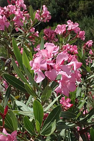 Nerium oleander \ Oleander / Oleander, Rose Bay, GR Peloponnes, Taygetos, Viros - Schlucht / Gorge 25.5.2024