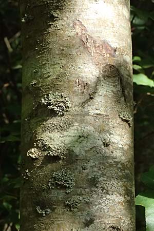 Ostrya carpinifolia \ Hopfen-Buche / Hop Hornbeam, GR Peloponnes, Taygetos, Exochori 27.5.2024