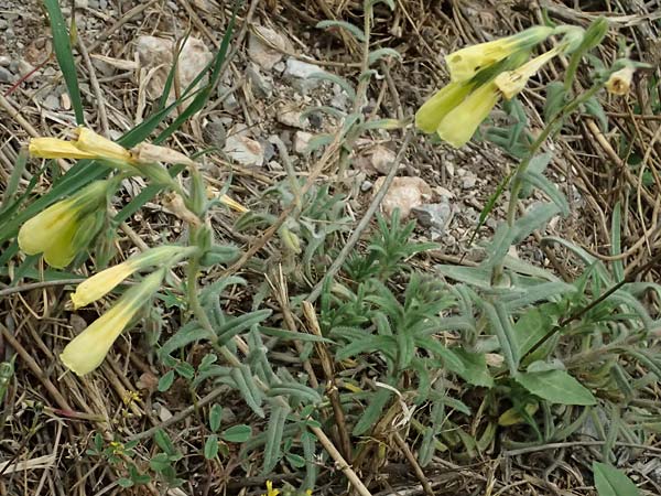 Onosma heterophylla \ Verschiedenbl�ttrige Lotwurz / Various-Leaved Goldendrop, GR Peloponnes, Chelmos 18.5.2024