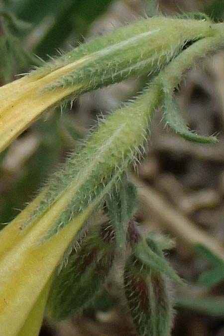 Onosma heterophylla \ Verschiedenbl�ttrige Lotwurz / Various-Leaved Goldendrop, GR Peloponnes, Chelmos 18.5.2024