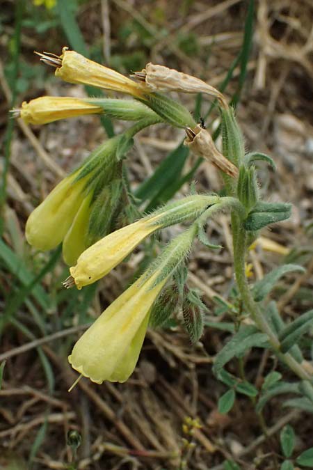 Onosma heterophylla \ Verschiedenbl�ttrige Lotwurz / Various-Leaved Goldendrop, GR Peloponnes, Chelmos 18.5.2024