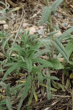 Onosma heterophylla \ Verschiedenbl�ttrige Lotwurz / Various-Leaved Goldendrop, GR Peloponnes, Chelmos 18.5.2024