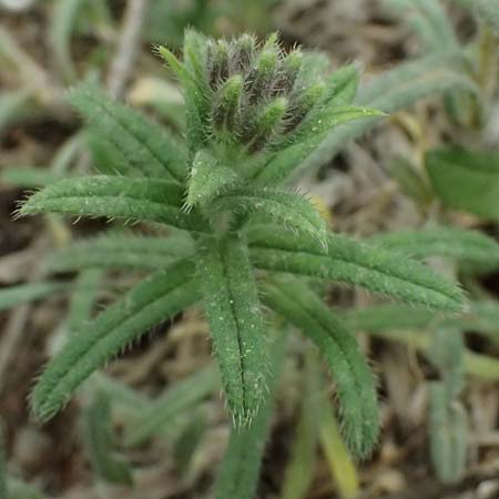 Onosma heterophylla \ Verschiedenbl�ttrige Lotwurz / Various-Leaved Goldendrop, GR Peloponnes, Chelmos 18.5.2024