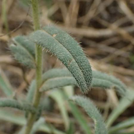 Onosma heterophylla \ Verschiedenbl�ttrige Lotwurz / Various-Leaved Goldendrop, GR Peloponnes, Chelmos 18.5.2024