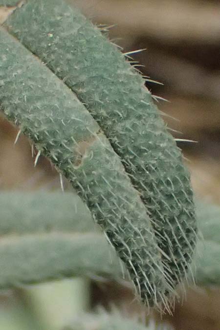 Onosma heterophylla \ Verschiedenbl�ttrige Lotwurz / Various-Leaved Goldendrop, GR Peloponnes, Chelmos 18.5.2024