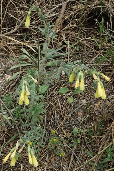 Onosma heterophylla \ Verschiedenbl�ttrige Lotwurz / Various-Leaved Goldendrop, GR Peloponnes, Chelmos 18.5.2024