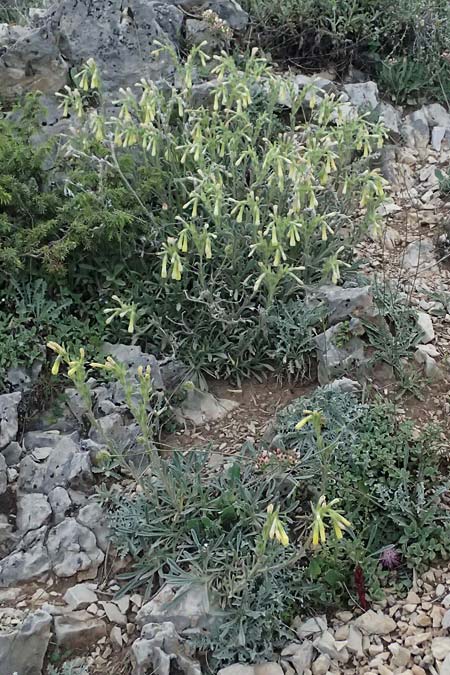 Onosma heterophylla \ Verschiedenbl�ttrige Lotwurz / Various-Leaved Goldendrop, GR Peloponnes, Mt. Kyllini, Ziria 21.5.2024