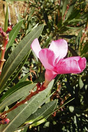 Nerium oleander \ Oleander / Oleander, Rose Bay, GR Euboea (Evia), Karistos 28.8.2014