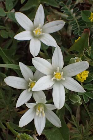 Ornithogalum montanum \ Berg-Milchstern / Mountain Star of Bethlehem, GR Peloponnes, Chelmos 18.5.2024