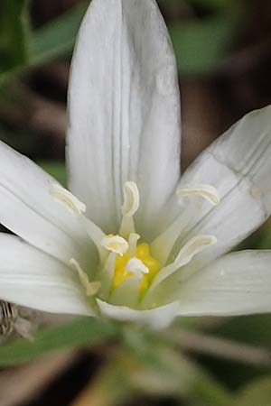 Ornithogalum montanum \ Berg-Milchstern / Mountain Star of Bethlehem, GR Peloponnes, Chelmos 18.5.2024