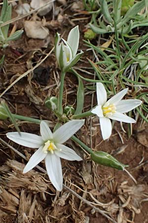 Ornithogalum montanum \ Berg-Milchstern / Mountain Star of Bethlehem, GR Peloponnes, Chelmos 18.5.2024