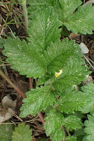 Aremonia agrimonoides \ Nelkenwurz-Odermennig / Bastard Agrimony, GR Peloponnes, Chelmos 18.5.2024