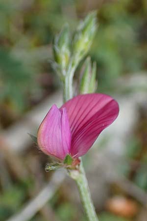 Onobrychis montana \ Berg-Esparsette, GR Athen, Mount Egaleo 10.4.2019