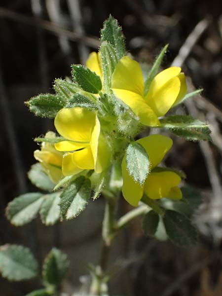 Ononis ornithopodioides \ Vogelfuhnlicher Hauhechel, GR Peloponnes, Mt. Kyllini, Ziria 21.5.2024
