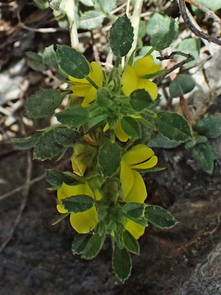 Ononis ornithopodioides \ Vogelfuhnlicher Hauhechel, GR Peloponnes, Mt. Kyllini, Ziria 21.5.2024