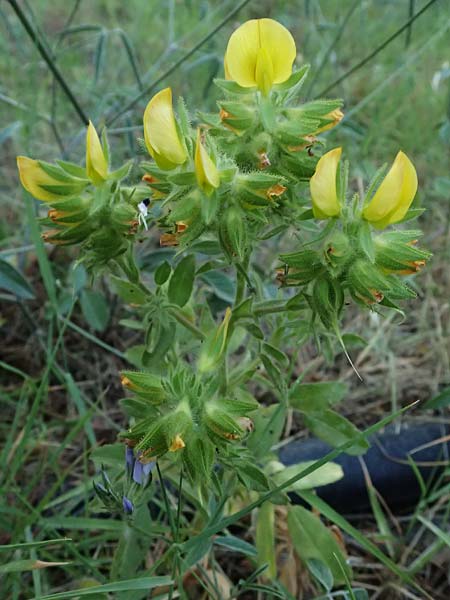 Ononis pubescens \ Behaarte Hauhechel, GR Peloponnes, Mt. Kyllini, Evrostina 19.5.2024