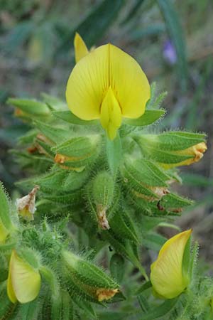 Ononis pubescens \ Behaarte Hauhechel, GR Peloponnes, Mt. Kyllini, Evrostina 19.5.2024