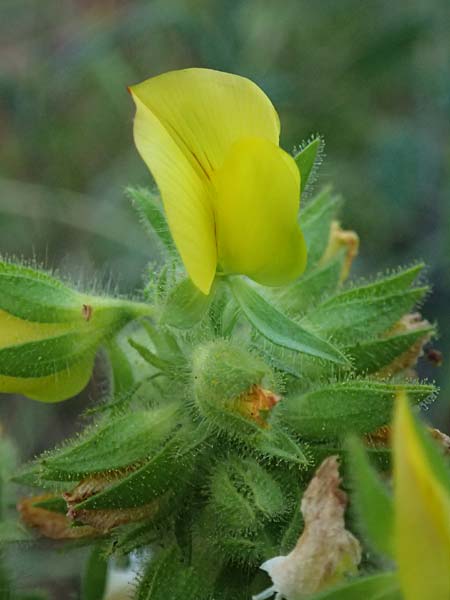 Ononis pubescens \ Behaarte Hauhechel, GR Peloponnes, Mt. Kyllini, Evrostina 19.5.2024