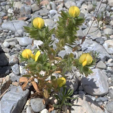 Ononis pubescens \ Behaarte Hauhechel, GR Peloponnes, Taygetos, Viros - Schlucht 25.5.2024