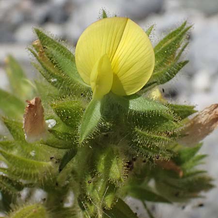 Ononis pubescens \ Behaarte Hauhechel, GR Peloponnes, Taygetos, Viros - Schlucht 25.5.2024