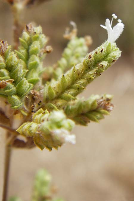Origanum vulgare subsp. hirtum \ Griechischer Oregano / Greek Oregano, Winter Majoram, GR Euboea (Evia), Kalianou 29.8.2014
