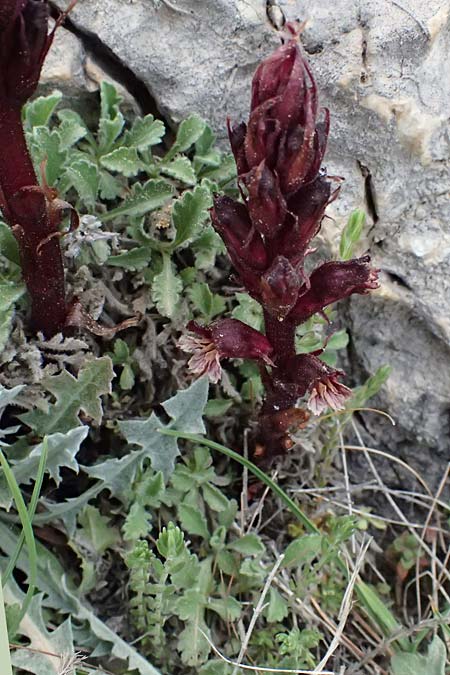 Orobanche baumanniorum, Baumann's Broomrape