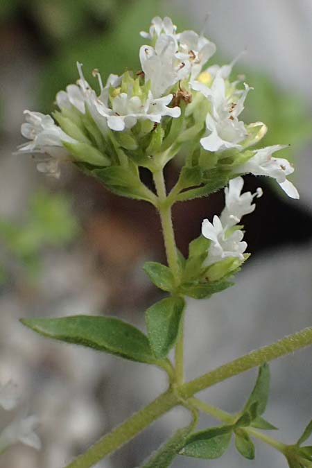 Origanum vulgare subsp. viridulum \ Gr&uuml;nlicher Oregano / Greenish Oregano, GR Peloponnes, Taygetos, Viros - Schlucht / Gorge 29.5.2024
