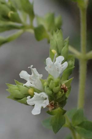 Origanum vulgare subsp. viridulum \ Gr&uuml;nlicher Oregano / Greenish Oregano, GR Peloponnes, Taygetos, Viros - Schlucht / Gorge 29.5.2024