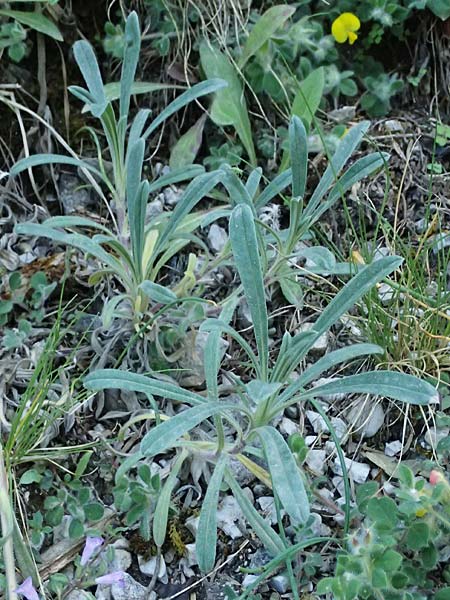 Onosma spruneri \ Spruners Lotwurz / Spruner's Goldendrop, GR Peloponnes, Saitas 22.5.2024