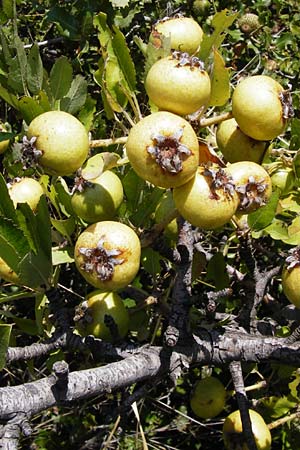 Pyrus spinosa \ Mandelblttrige Birne / Almond-Leaved Pear, GR Euboea (Evia), Styra 27.8.2014