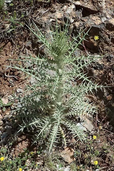 Ptilostemon afer \ Elfenbeindistel, GR Peloponnes, Saitas 19.5.2024