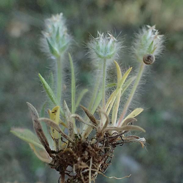 Plantago bellardii \ Haariger Wegerich / Hairy Plantain, GR Hymettos 13.4.2024