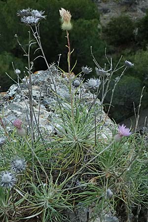 Ptilostemon chamaepeuce \ Scheinfichten-Elfenbeindistel, GR Peloponnes, Mt. Kyllini, Evrostina 19.5.2024