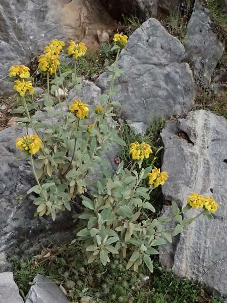 Phlomis fruticosa \ Strauchiges Brandkraut / Jerusalem Sage, GR Peloponnes, Taygetos 27.5.2024