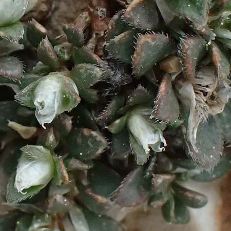 Paronychia macrosepala \ Grobltige Mauermiere, GR Peloponnes, Chelmos 18.5.2024