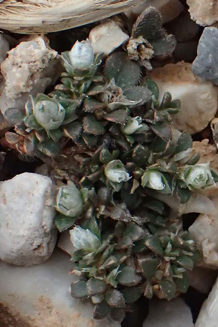 Paronychia macrosepala \ Grobltige Mauermiere, GR Peloponnes, Chelmos 18.5.2024