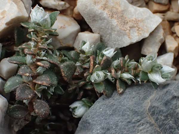 Paronychia macrosepala \ Grobltige Mauermiere, GR Peloponnes, Chelmos 18.5.2024