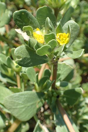 Portulaca oleracea agg. \ Wilder Portulak, GR Euboea (Evia), Istiea 27.8.2017