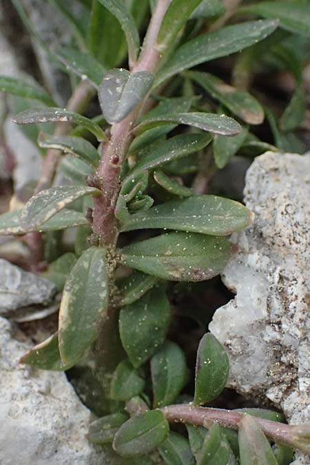 Polygala alpestris \ Voralpen-Kreuzblume, Berg-Kreuzbl&uuml;mchen / Alpine Milkwort, GR Peloponnes, Chelmos 18.5.2024