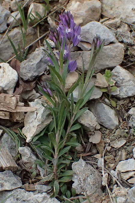 Polygala alpestris \ Voralpen-Kreuzblume, Berg-Kreuzbl&uuml;mchen / Alpine Milkwort, GR Peloponnes, Chelmos 18.5.2024