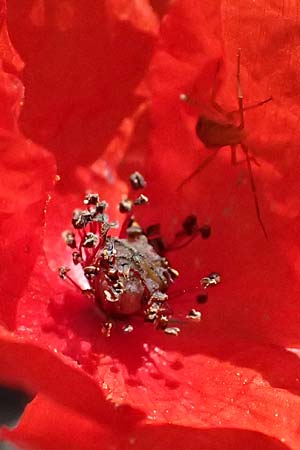 Papaver purpureomarginatum \ Rotrandiger Mohn / Red-fringed Poppy, GR Hymettos 11.4.2024