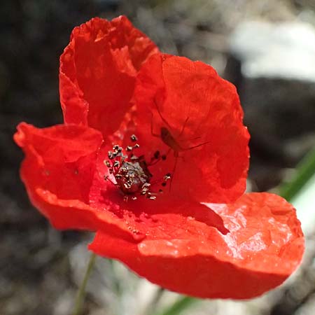 Papaver purpureomarginatum \ Rotrandiger Mohn / Red-fringed Poppy, GR Hymettos 11.4.2024