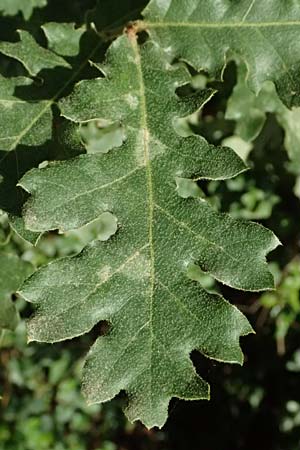 Quercus cerris / Turkey Oak, GR Peloponnes, Taygetos, Exochori 27.5.2024