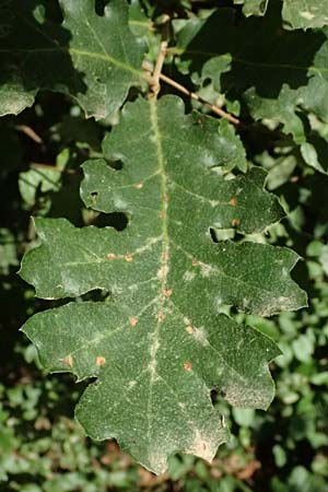 Quercus cerris / Turkey Oak, GR Peloponnes, Taygetos, Exochori 27.5.2024